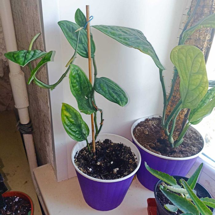 Комнатные цветы монстера, филодендрон Миканс, лечебная каланхоя и др.