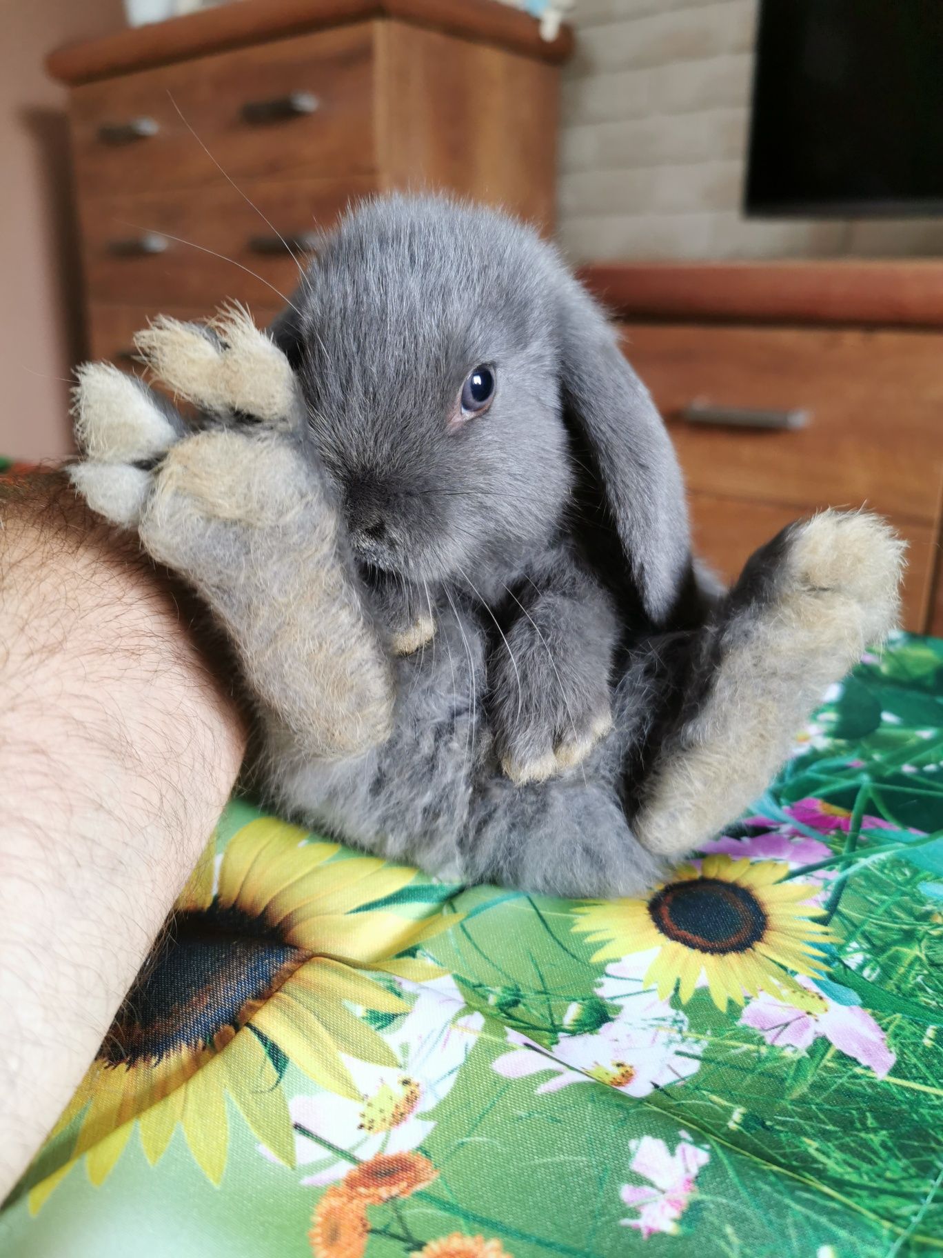 Mini lop.Baranek niebieski. Króliczki miniaturowe.