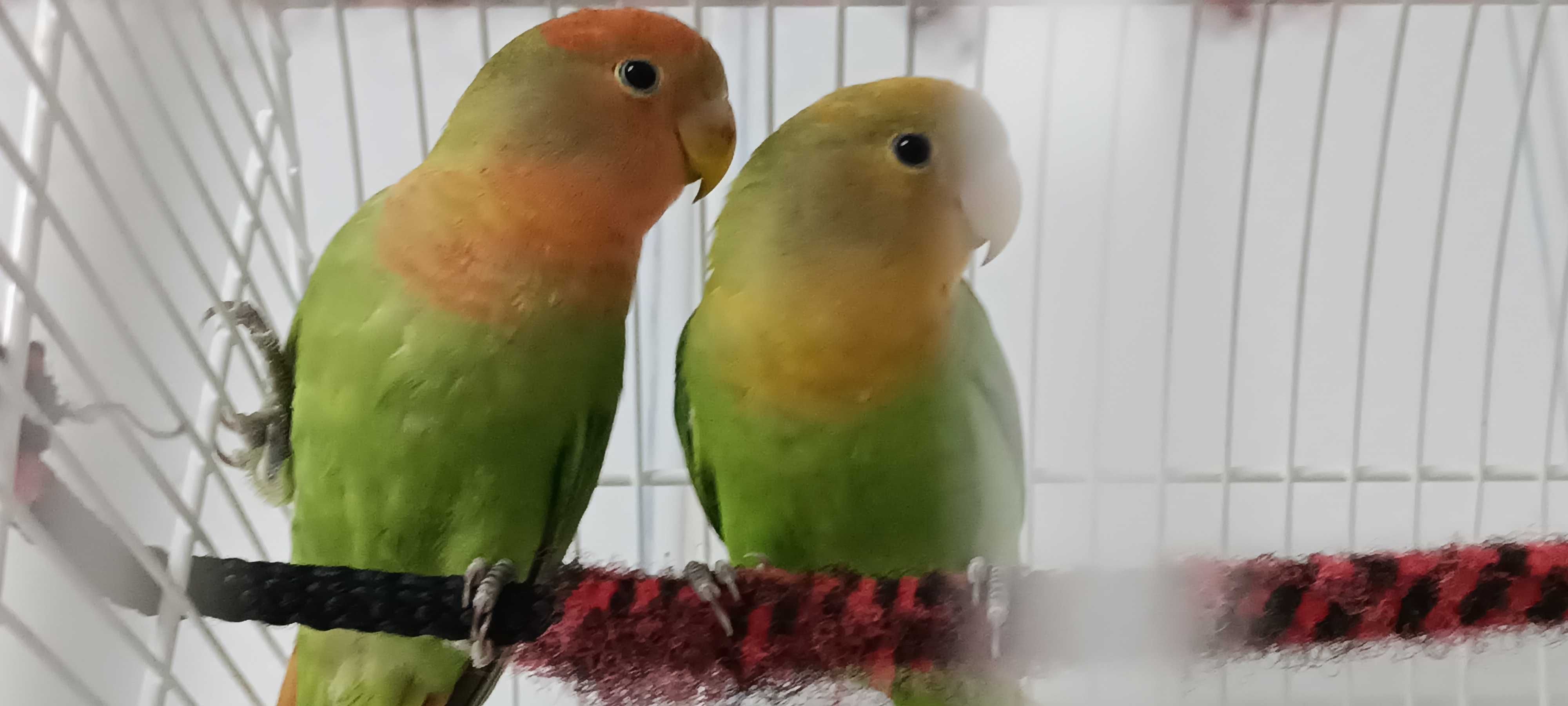 Tenho para ceder estes dois irmãos de Agapórnis Roseicolis verdes