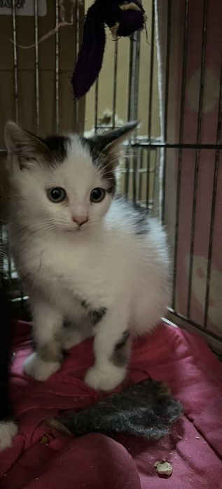 Котик(2 місяців -Хлопчик)