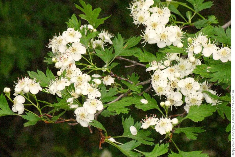 Саженцы Боярышника Американского