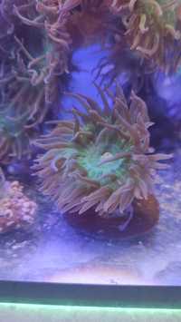 Duncanopsammia LPS koral morski 

LPS korale morskie
