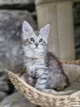 Srebrna koteczka Maine Coon na kolanko