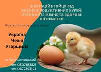 Продам інкубаційні яйця курей та індиків