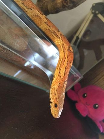 Wąż Zbożowy Pomarańczowy