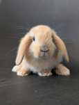 Mini lop, baranek miniaturka, metryka