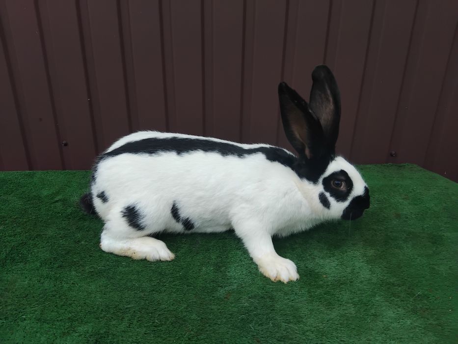 Продам кроликів породы строкач