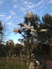 Magnolia gwiaździsta (Magnolia stellata) na pniu, biała, pachnąca