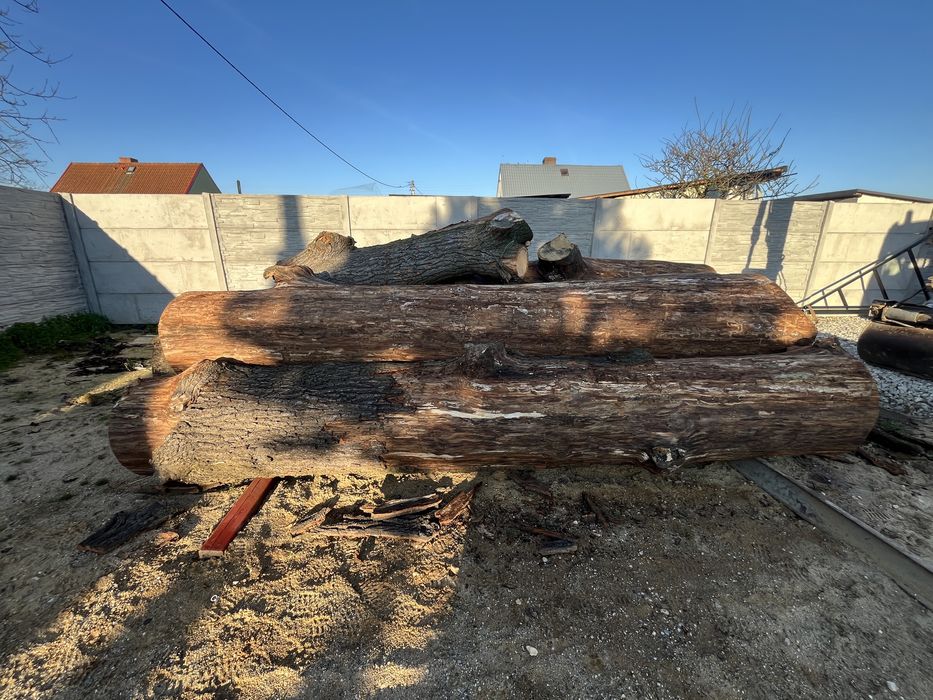 Sprzedam dąb kłody