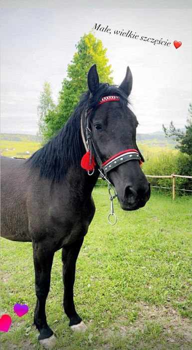 Klacz/Polski koń sportowy