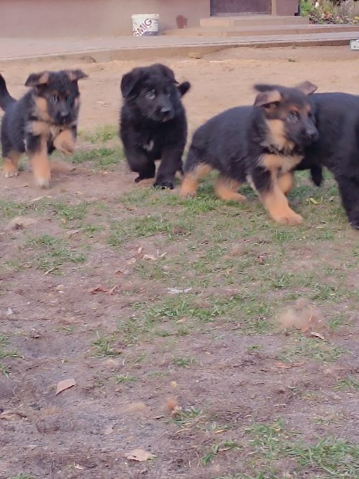 Owczarek niemiecki krótkowłosy suczka