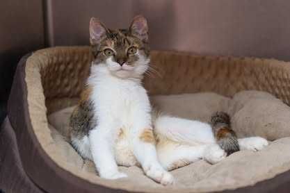 Kociaki szukają domów -schronisko Zgierz-aktualne