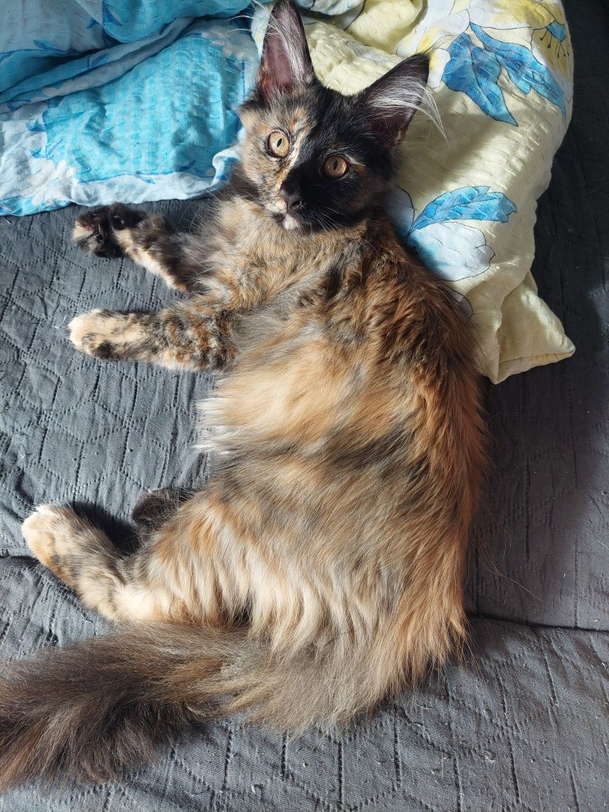 Gotowa do odbioru Kotka Maine Coon z rodowodem FPL