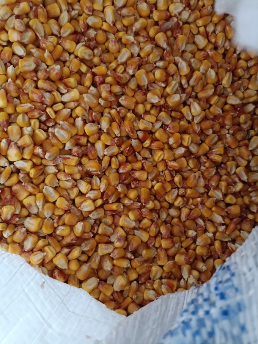 Кукуруза на корм, зерно кукурудза у мішках