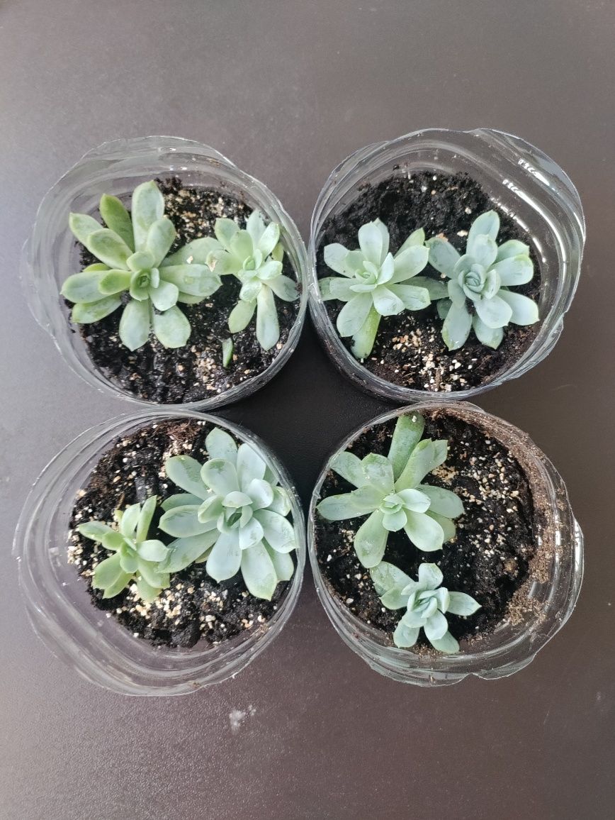 Suculenta Echeveria Elegans