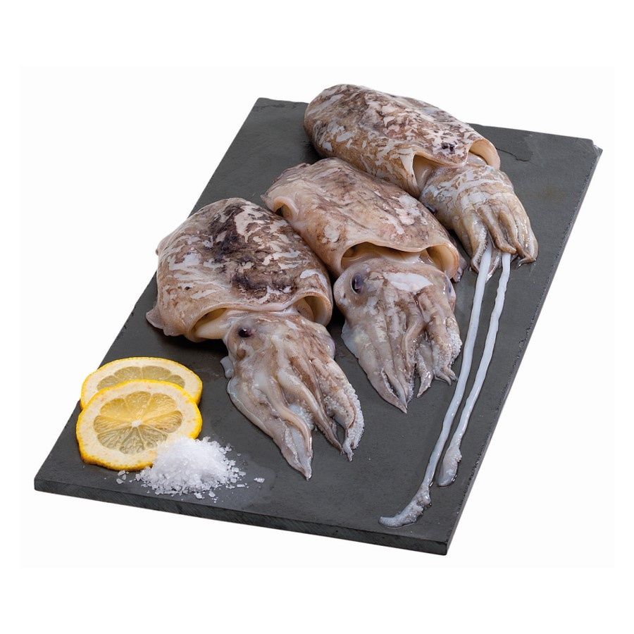 Chocos venda Setúbal