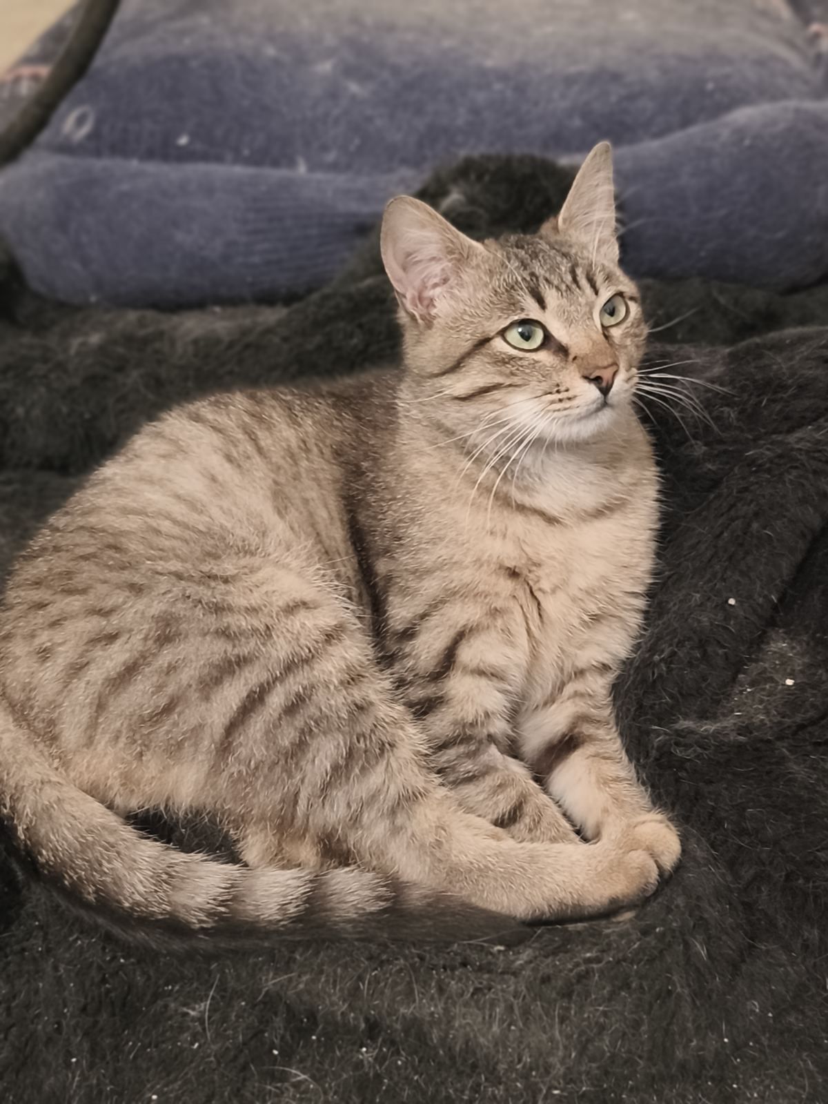 Шелдон, котенок в хорошие руки