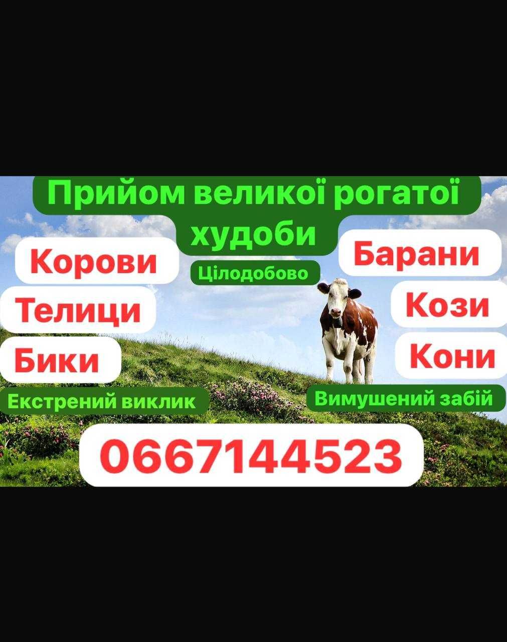 продам корову дорого
