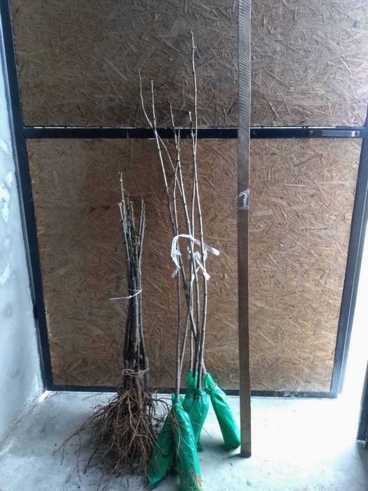 Саджанці привитого бузку (Роздріб, Опт, Дроп)/Саженцы привитой сирени.