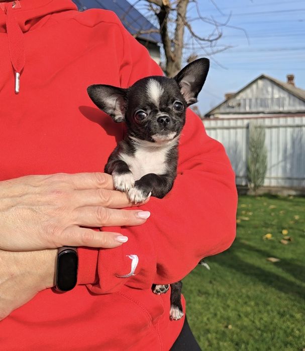 Надзвичайні красунчики чихуахуа.