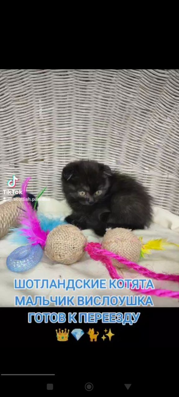 Продам Шотландських котиков