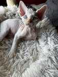 Uroczy kocurek Devon Rex Gizmo