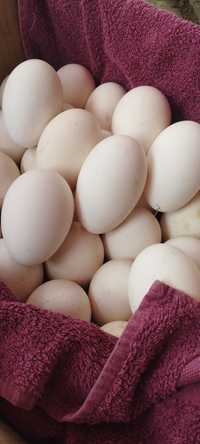 Інкубаційне гусине яйце