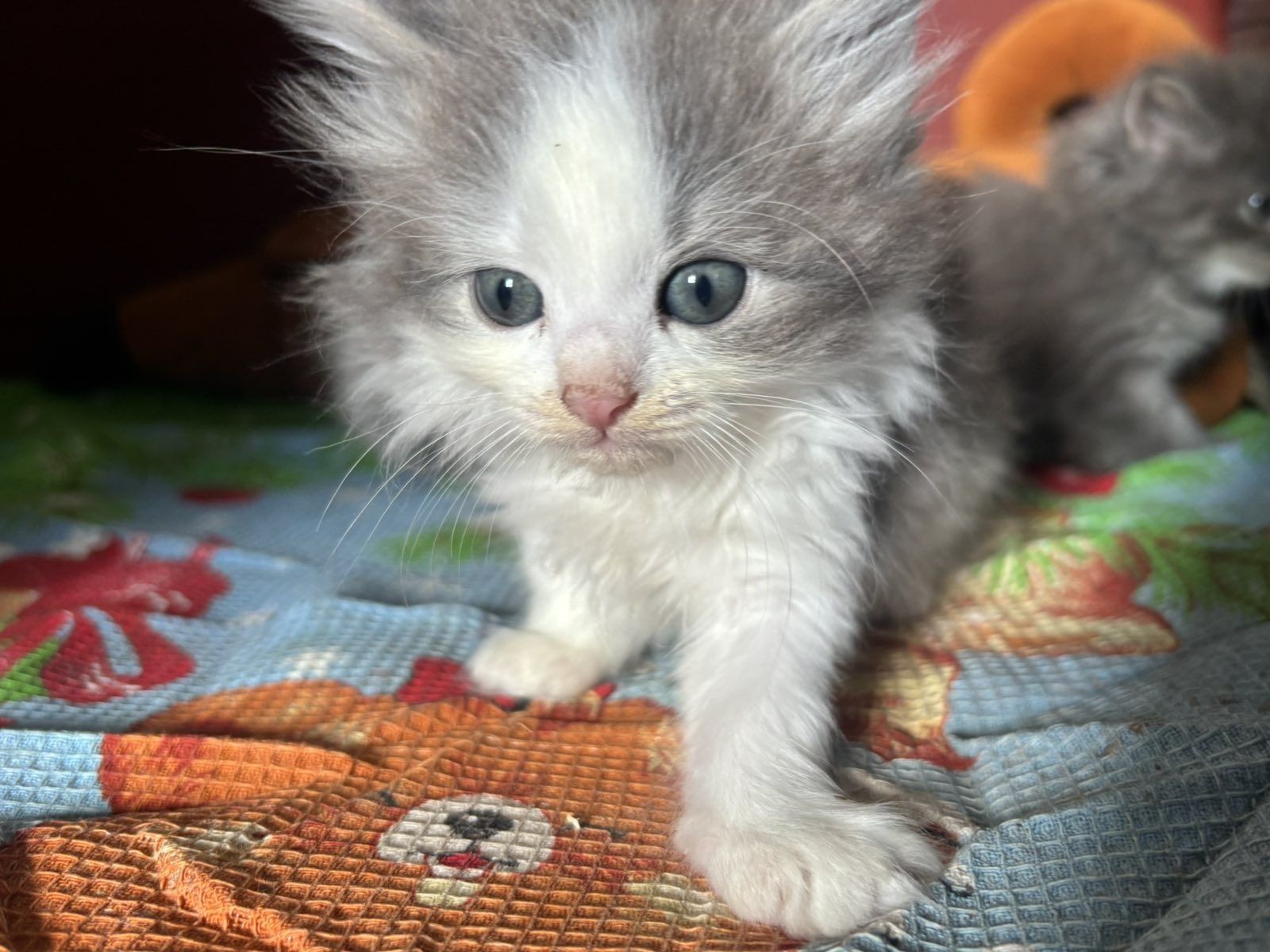 Віддам в добрі руки кошенят