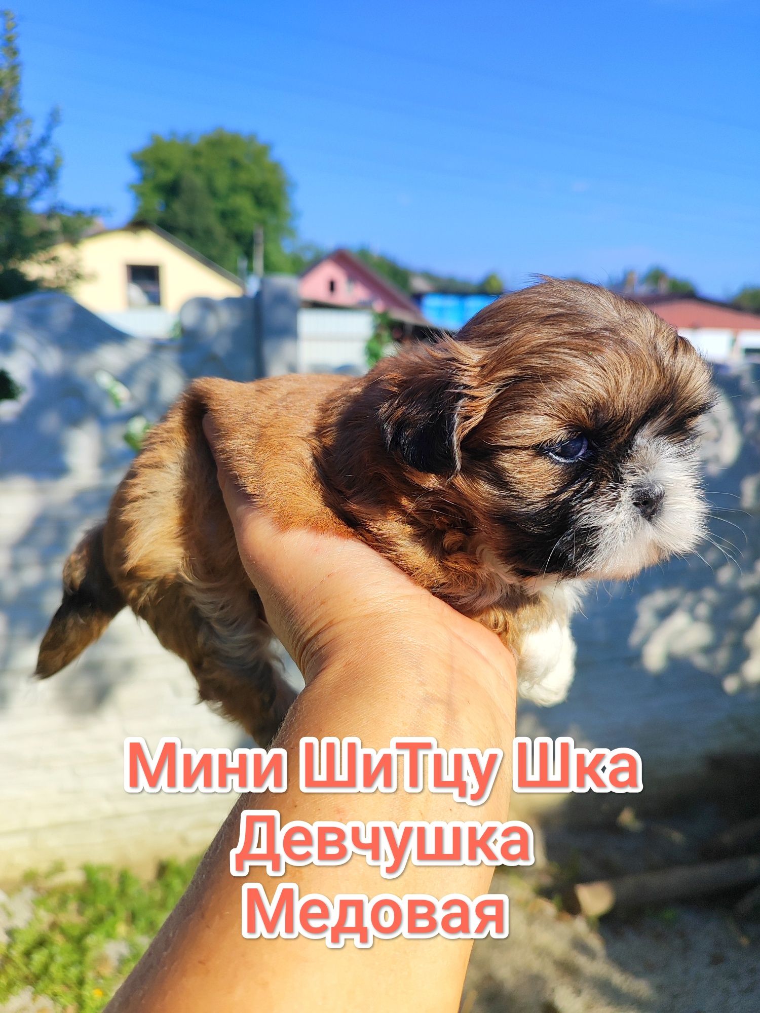 Шитцу Девченка.Медовая
