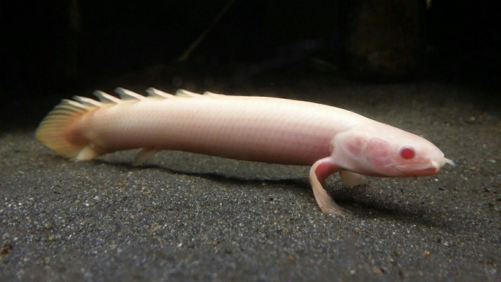Polypterus Senegalus Albino