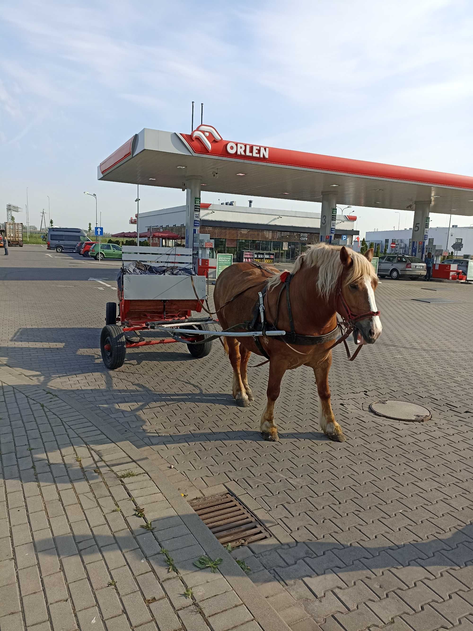 Sprzedam klacz zimnokrwistą