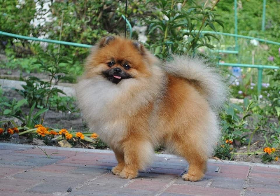 Pomeranian (szpic miniaturowy)