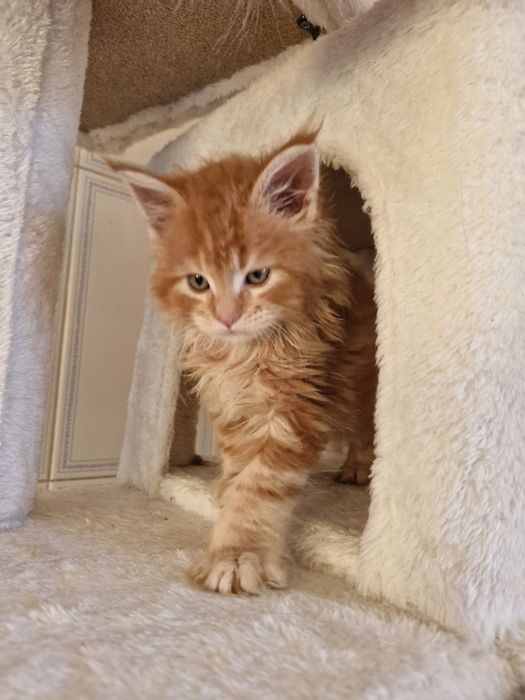 Maine Coon - RED TABBI macho (com LOP)