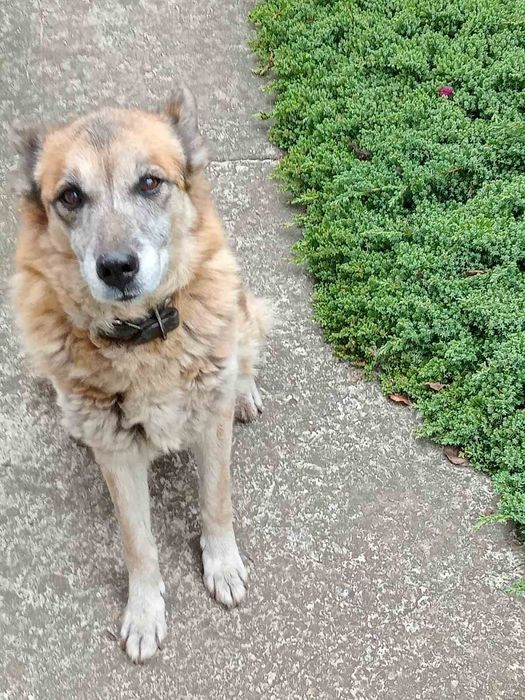 Пропала собака, кличка Найда