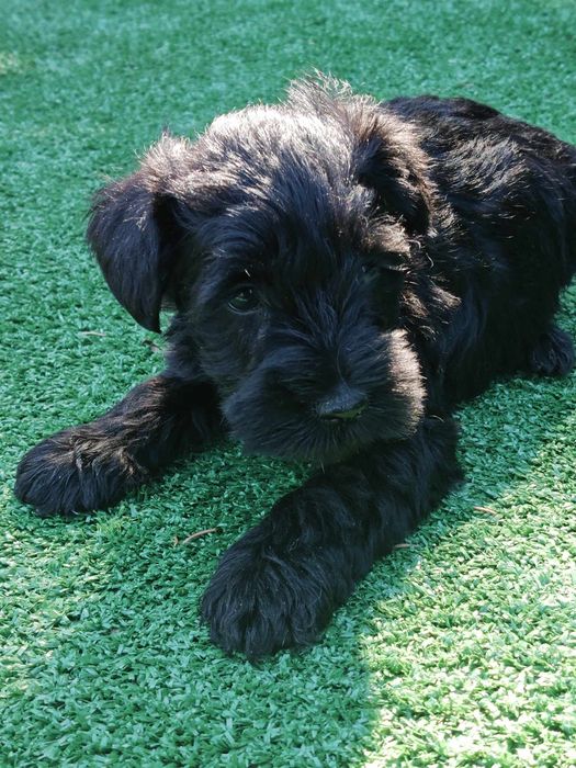 Sznaucer miniaturowy z metryką