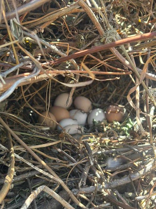 Свіжі домашні курячі яйця — продаж від господаря!