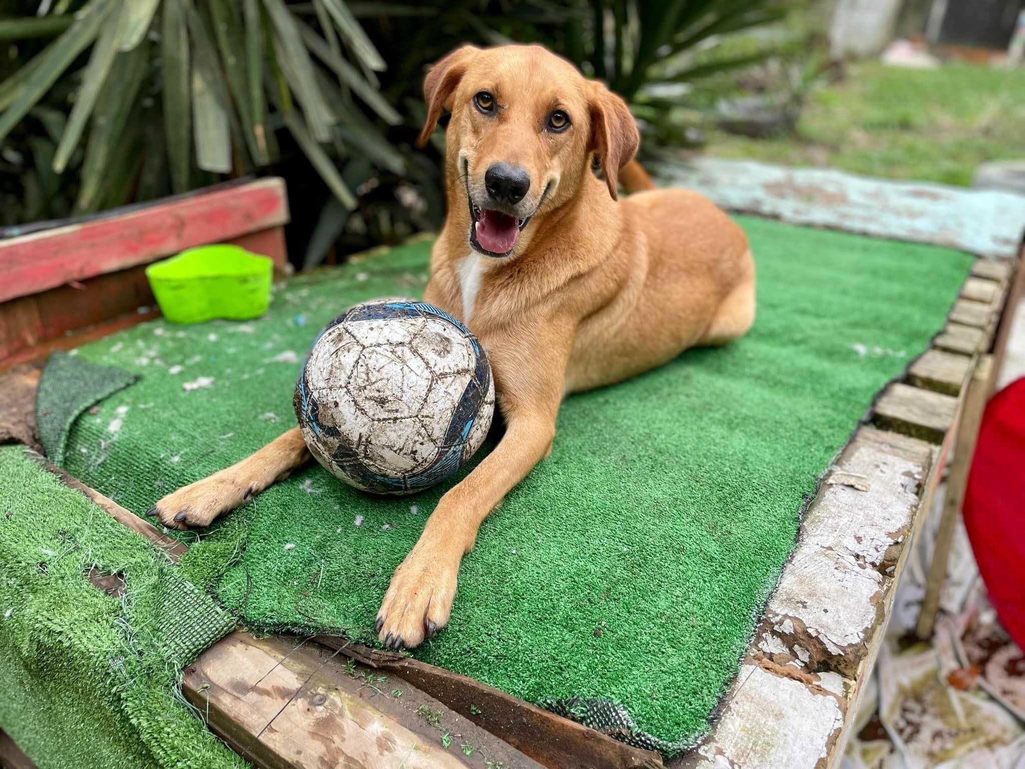 Cão para adoção- super meigo e sociável