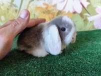 PIĘKNY Mini Lop lilak królik karzełek miniaturka rex baranki teddy