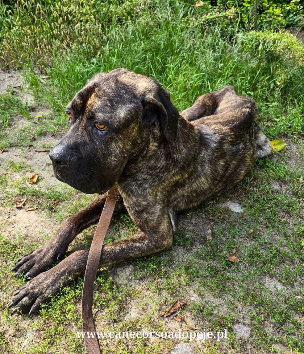 Syriusz w typie Cane Corso do adopcji.