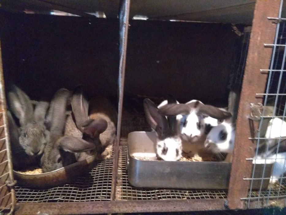 Кролі Строкач, Шиншила