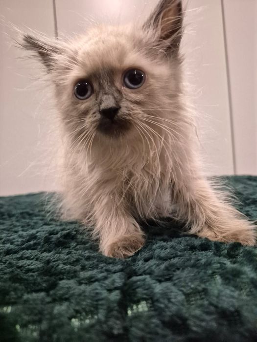 po Championach rodowód FPL FIFE Neva Masquerade kotka kot Syberyjski