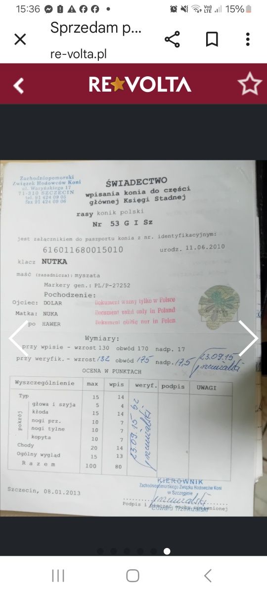 Klacz konika polskiego z licencją,dopłatowa,chodząca pod siodłem