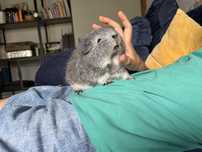 Swinka Morska Teddy CH  z rodowodem/ Cavia