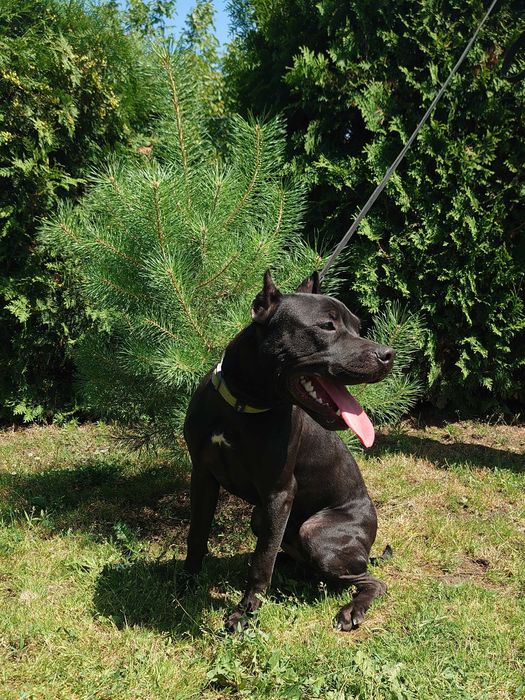 американський пітбуль. АПБТ Доставка. Pitbull. Харків