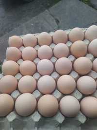 Wiejskie jajka kurze – pyszne jaja spożywcze bez grama chemii