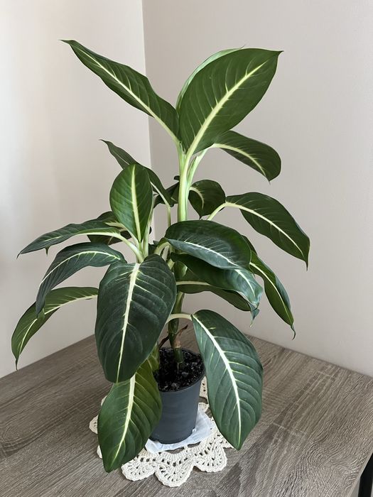 Dieffenbachia Oerstedii Difenbachia