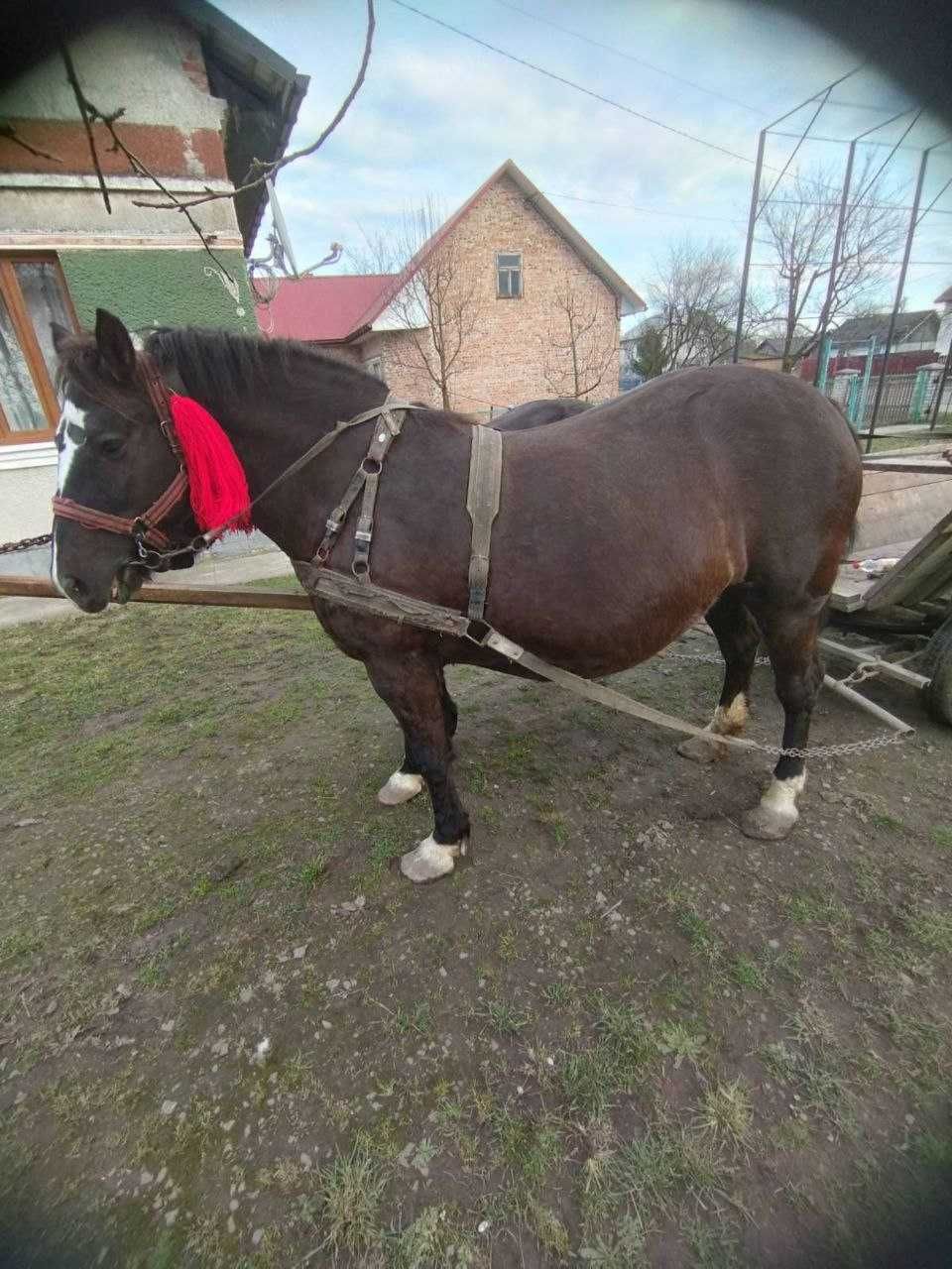Продається кінь, жеребець (3 роки) 53000 грн