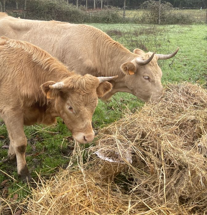 Vaca charolesa possivelmente prenha + 1 novilha  ( super mansas)