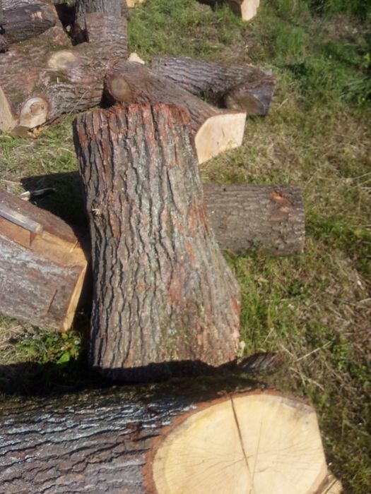 Czyszczenie działek wycinka drzew wywóz