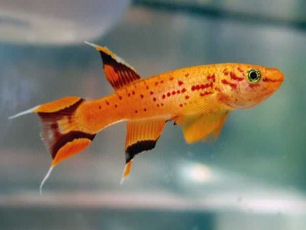 Proporczykowiec z Kap Lopez